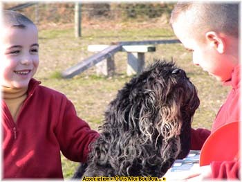 Bouvier des Flandres Association Ô Dis Moi BouBou